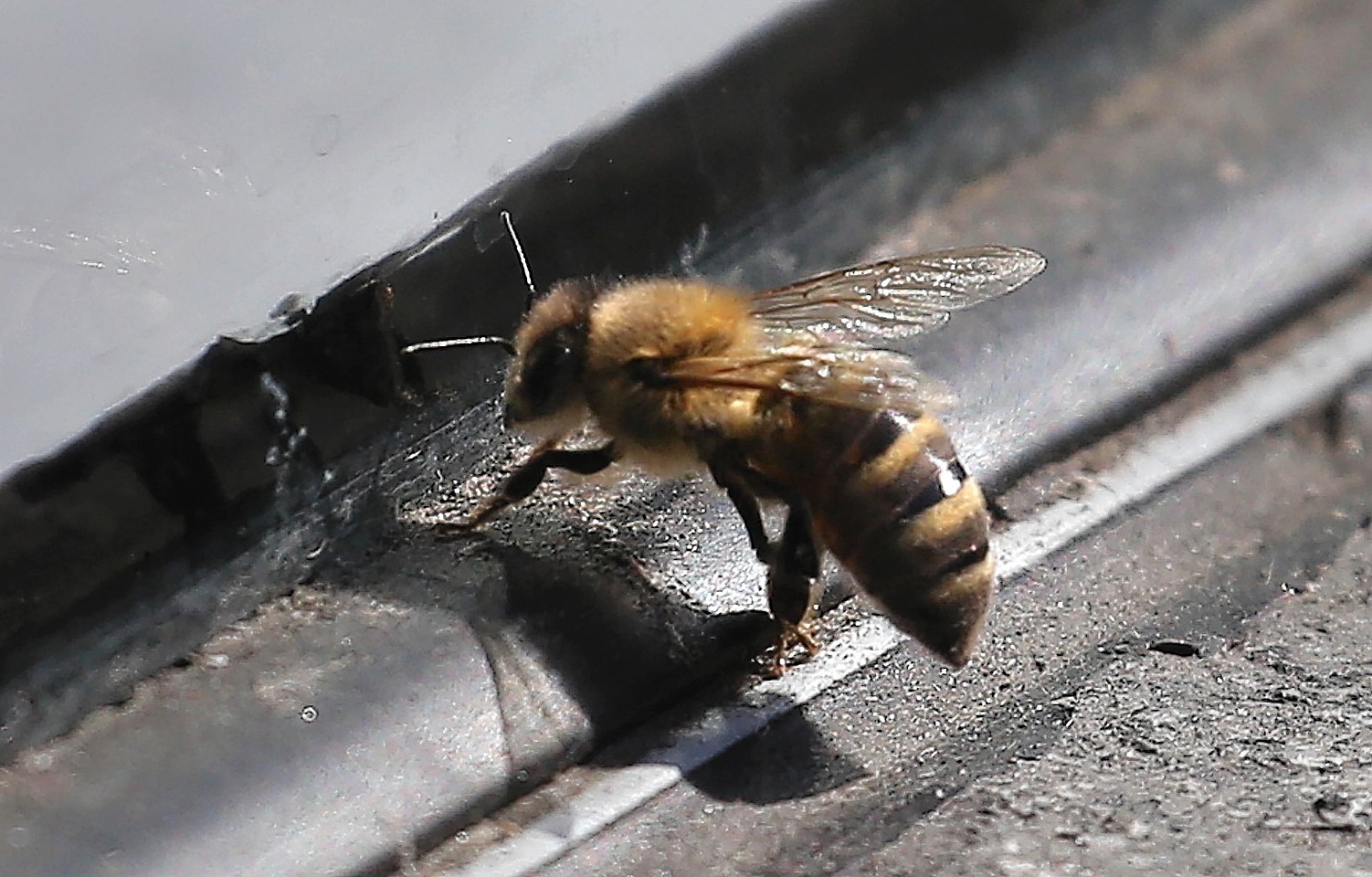 A hive of honeybees at Scaniport has been destroyed after an outbreak of the disease